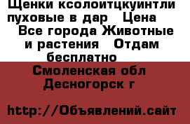 Щенки ксолоитцкуинтли пуховые в дар › Цена ­ 1 - Все города Животные и растения » Отдам бесплатно   . Смоленская обл.,Десногорск г.